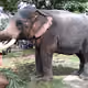 Elephant#1