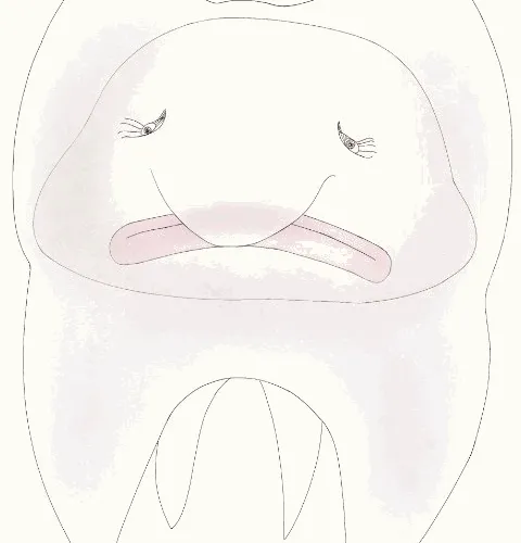 Animal is trapped in the tooth