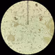 Art With Microorganisms
