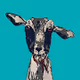 Goat Island