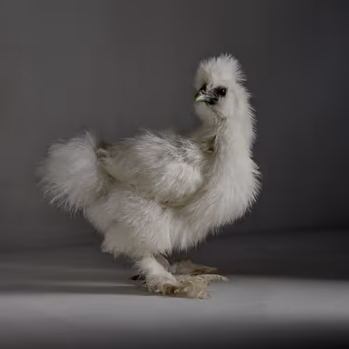 chicken.photos - The Chick