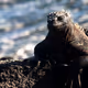 Marine Iguanas Chillin'