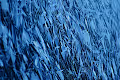 CodeBlue