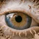 GAZE OF THE ARID