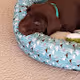Chocolate Lab Retriever