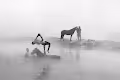 horses&people