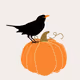 blackbird&pumpkin
