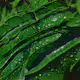 Morning Dew