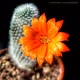 Blooming Cacti