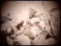 Textures and patterns from a cheap digital microscope - old