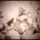 Textures and patterns from a cheap digital microscope - old