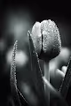 Tulip Mania with royalty