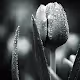 Tulip Mania with royalty