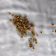 The story of seed