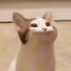Pop Cat Series - old