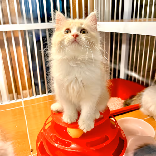 My Cutties cat at home