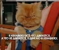 RealCats - old
