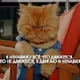 RealCats - old