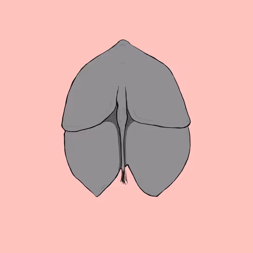Person who draws animal butts