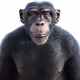 Ape Apes V2