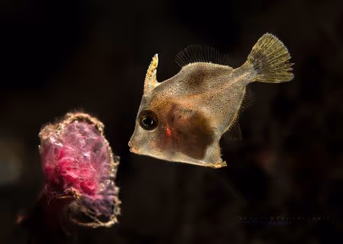 Sea Creatures Macros by Sergey Verderevskiy