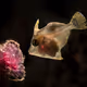 Sea Creatures Macros by Sergey Verderevskiy