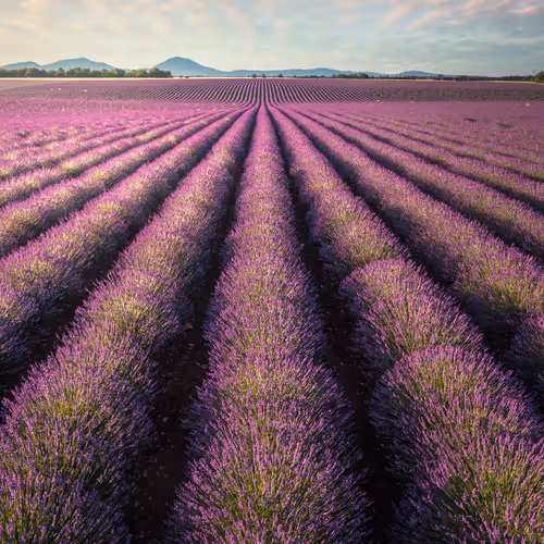 Nick de Jonge 1 of 1