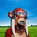 Mafia Monkey Ape Club