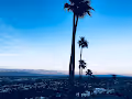 Palm-Tree
