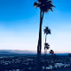 Palm-Tree