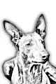 Pharaoh Hound - old