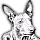 Pharaoh Hound - old