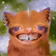 The Cursed Cats