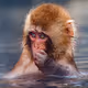Snow Monkey by Jennifer Martin