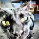 El cuadro del gato - old