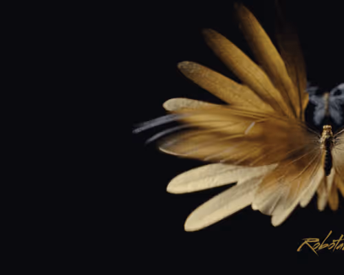 2 Secret Garden - Secret Key floor 0.003