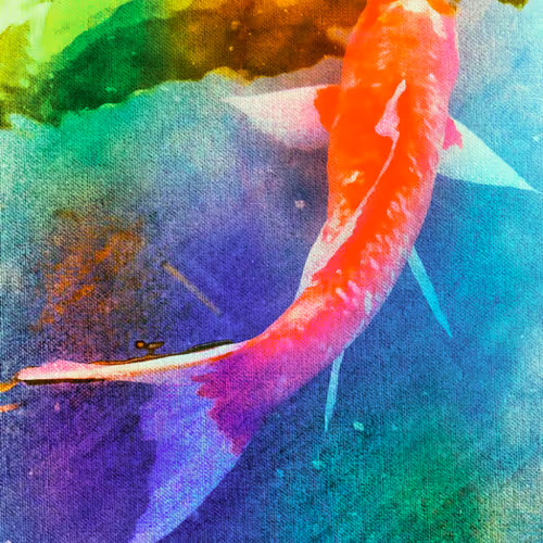 colorful koi