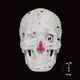 SKULL COLLECTOR