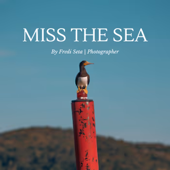 Missing the Sea - old