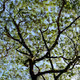 50 Shades of Trees - old