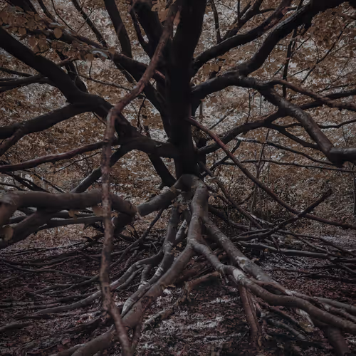 Dryads - The tree-bound