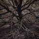 Dryads - The tree-bound