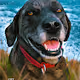 Custom Pet Portraits