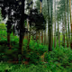 Forest dragon