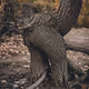Natures Oddities