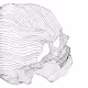 Skulls and Skeletons