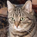 These Cats do not Exist