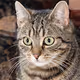 These Cats do not Exist