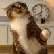 60585206890442378155201507554509465609778652921006791921021728334520434819073