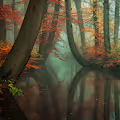 Magical Forests and Trees